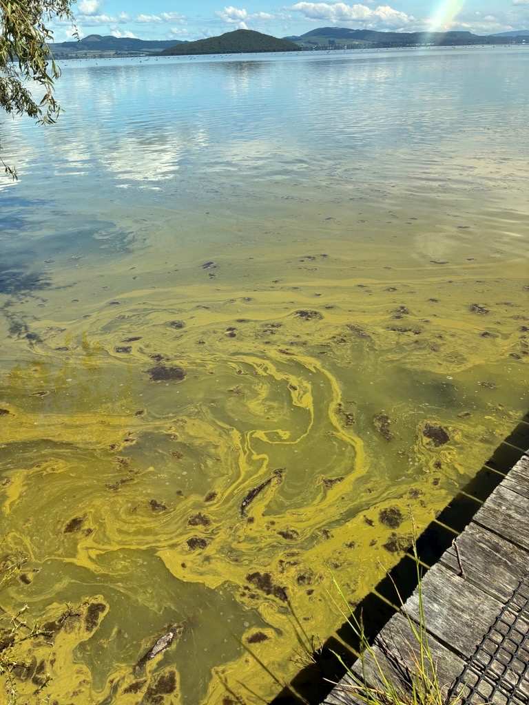 Algae bloom Hamurana
