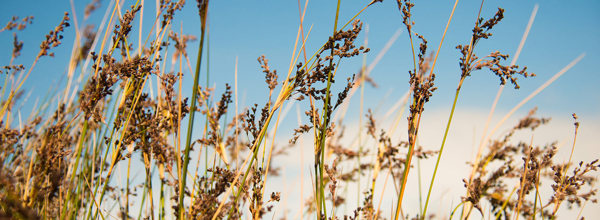 Ohiwa Salt Marsh
