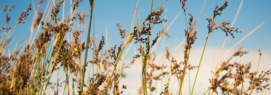 Ohiwa Salt Marsh