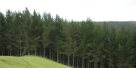 A forest in the Bay of Plenty. 