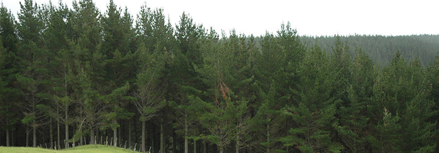 A forest in the Bay of Plenty. 