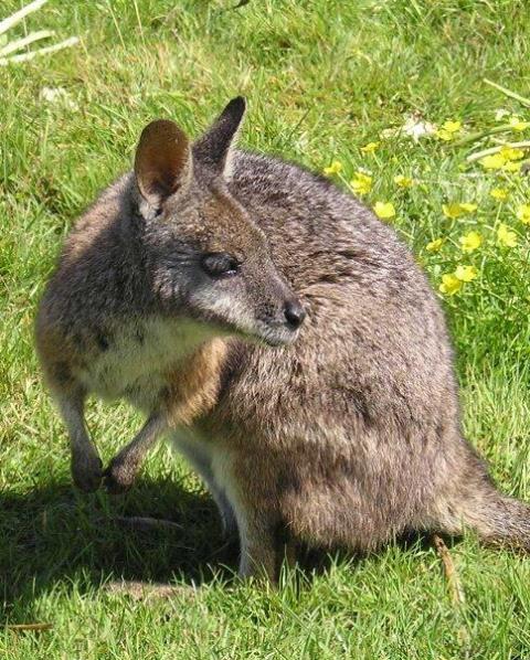 Environment Pests Our Pest Portal is where you can find information on all of the pests included within the Bay of Plenty Regional Pest Management Plan. Lear...