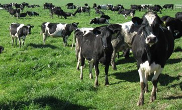Cows in a paddock