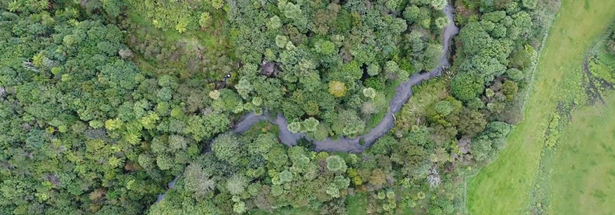 Awahou Stream