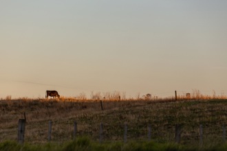 cow on hill