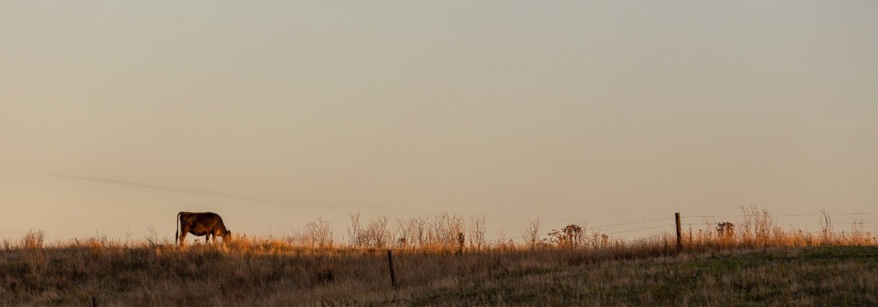 cow on hill