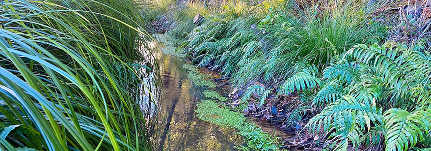 stream restoration