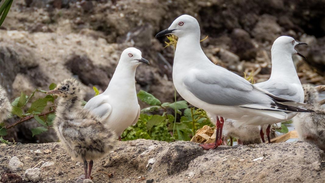 sea gull