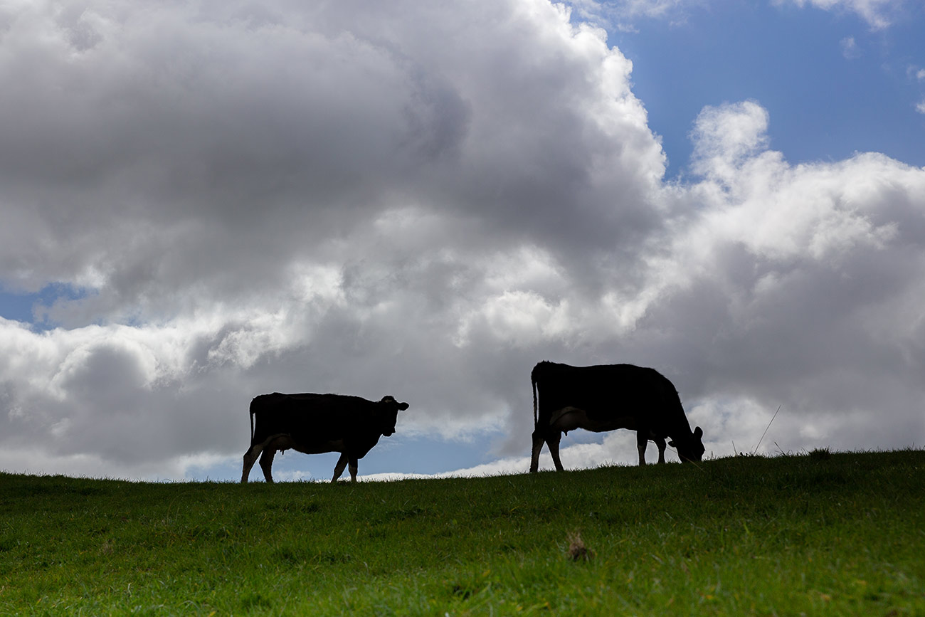 Stock carcass disposal Despite the highest standards of animal care, occasional losses are unavoidable when it comes to farming.