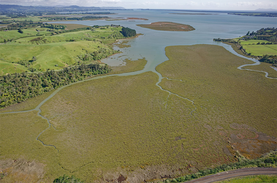 mangroves