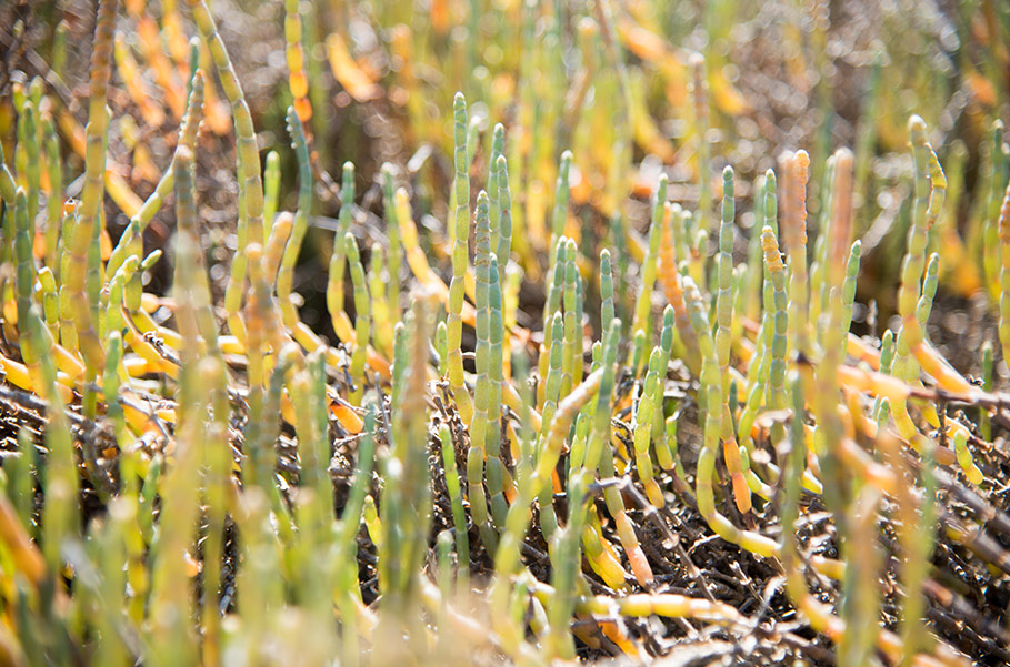 saltmarsh