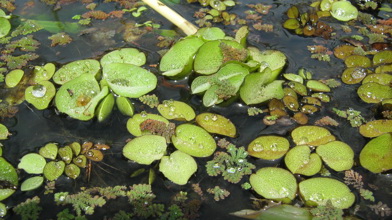 salvinia