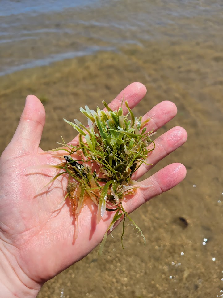 Caulerpa